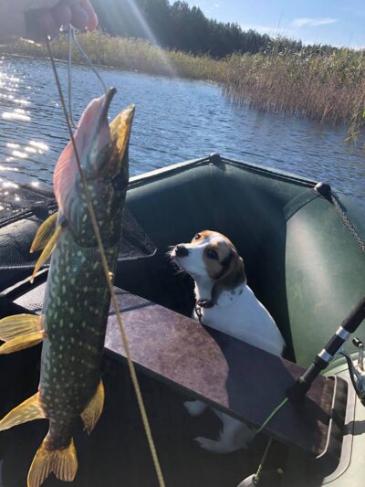 Northern Pike, 1.5 kg