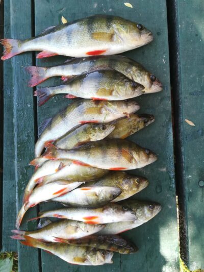 Eurasian perch ×17 — Sartai