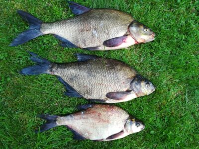 Carp bream, 4.9 kg — Sartai