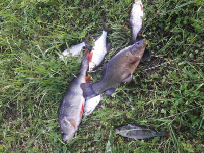 Tench