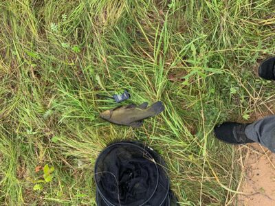 Tench, 0.7 kg — Leliūnų