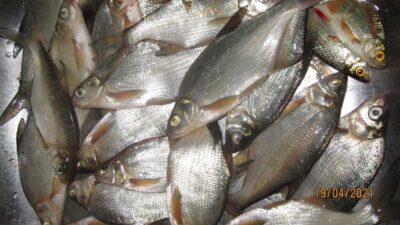Silver Bream ×26 — Pakumulšių II-asis