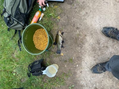 Tench, 0.3 kg — Leliūnų