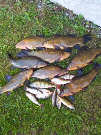Tench