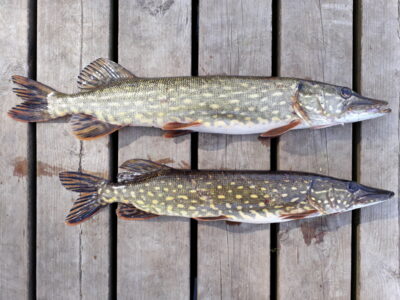 Northern Pike ×2 — Galuonai