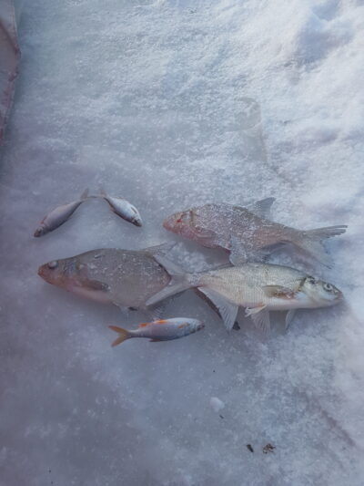 Carp bream — Baltas