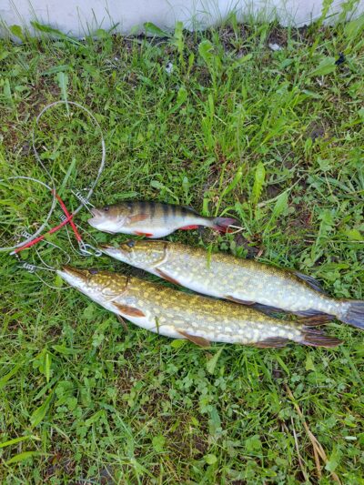 Northern Pike