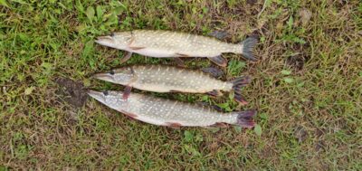 Northern Pike ×3
