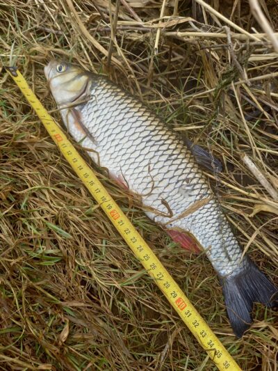chub, 0.7 kg — Dubysa