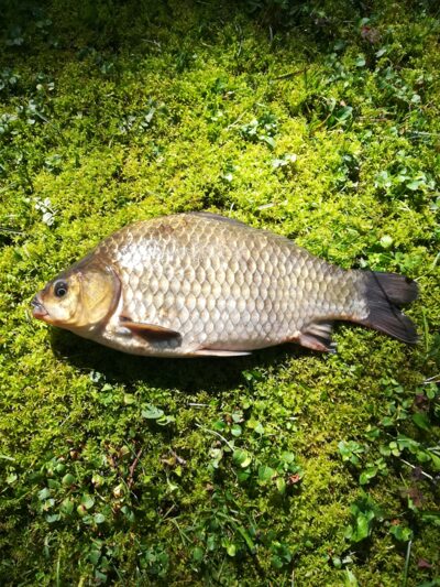 Prussian carp, 0.8 kg — Sartai