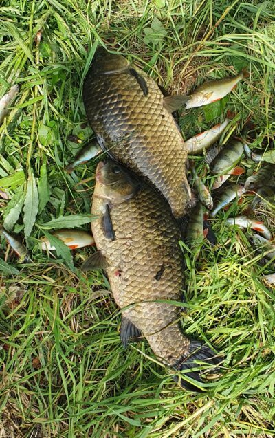 Crucian carp ×2 — Vėjinės