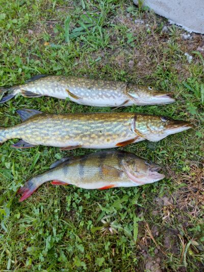 Northern Pike