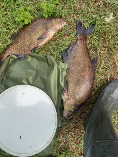 Carp bream ×2 — Neman River