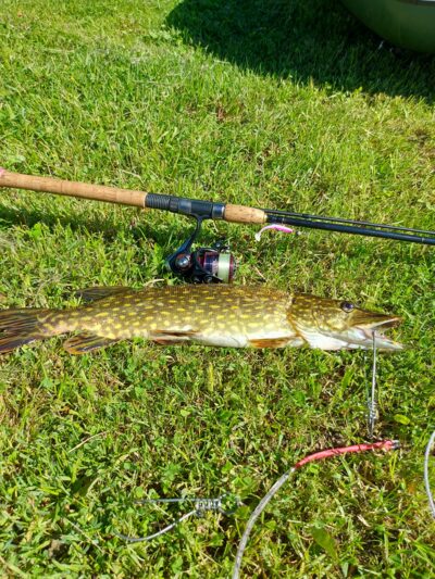 Northern Pike, 1.2 kg