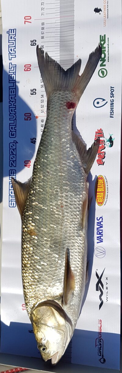 Asp