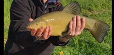 Tench, 2.0 kg — Vėjinės