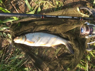 Zarte, 0.6 kg