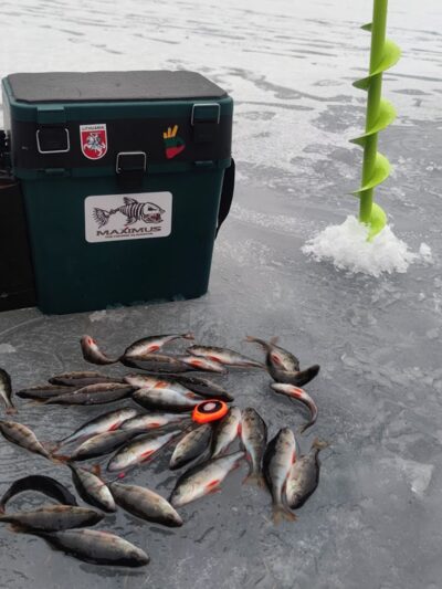 Eurasian perch