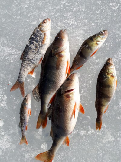 Eurasian perch ×5