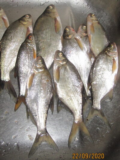 Silver Bream ×9 — Pakumulšių II-asis