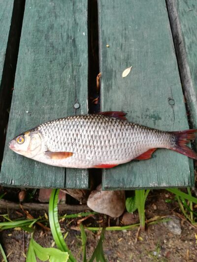 Roach — Sartai