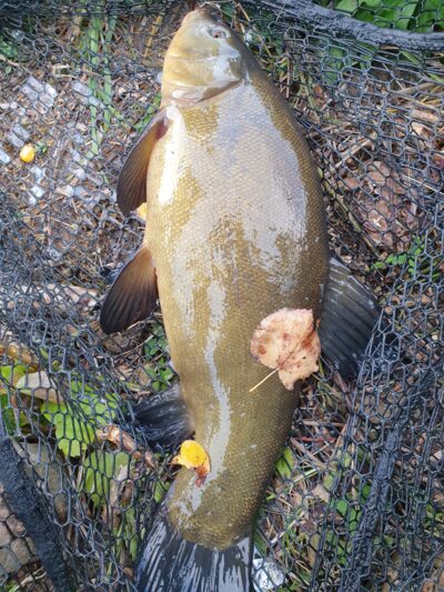 Tench