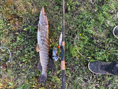 Northern Pike, 1.6 kg — Mūšėjus