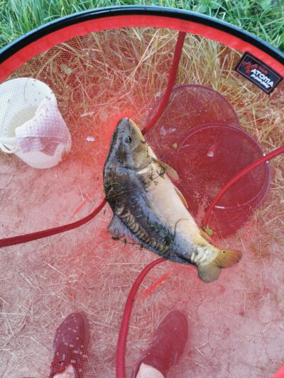 Mirror carp, 2.1 kg — Muniškių