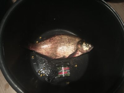 Carp bream, 0.8 kg — Spindžius