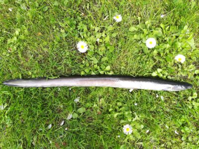 European eel