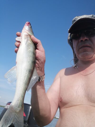 Pike perch — Kuršių