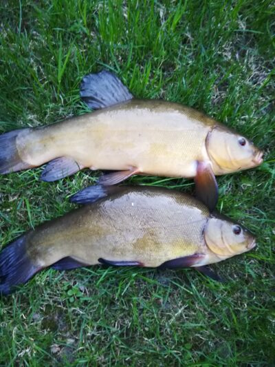 Tench ×2 — Sartai