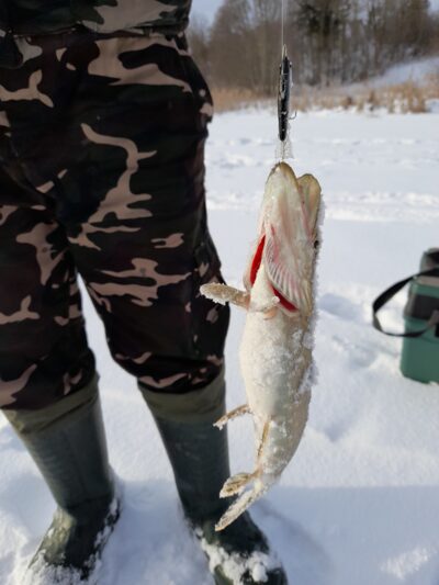 Northern Pike