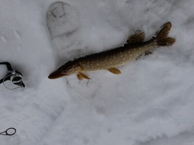 Northern Pike