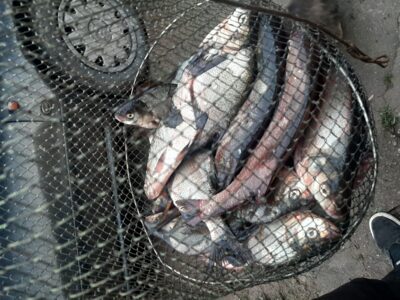 Carp bream ×18