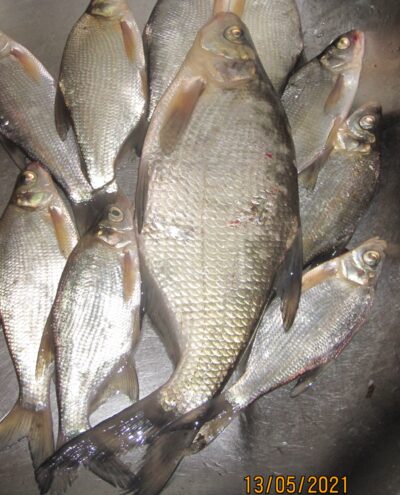 Carp bream, 0.5 kg — Pakumulšių II-asis