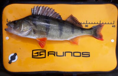 Eurasian perch, 0.6 kg