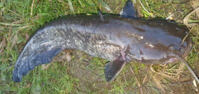 Wels catfish, 4.5 kg — Neman River
