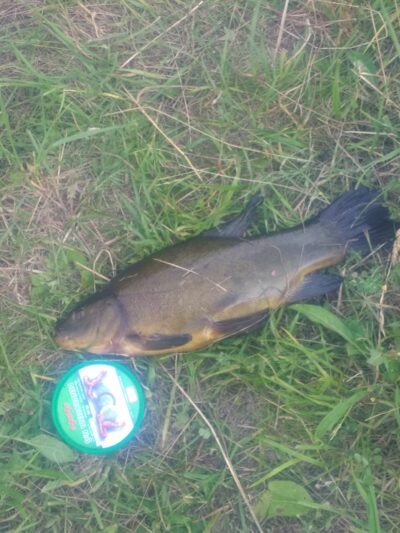 Tench, 1.1 kg