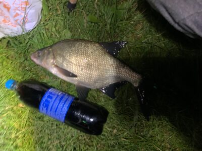 Carp bream, 0.9 kg — Rubikių