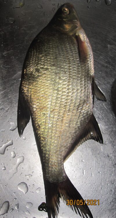 Carp bream, 0.4 kg