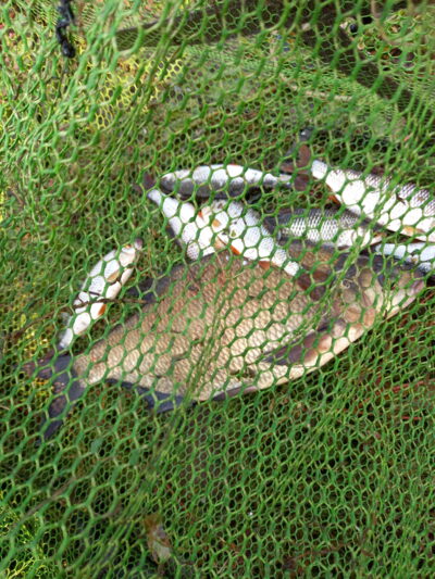 Carp bream — Neman River