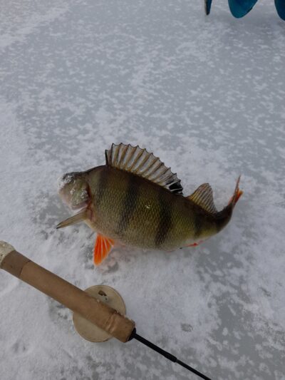 Eurasian perch