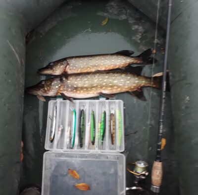 Northern Pike ×2