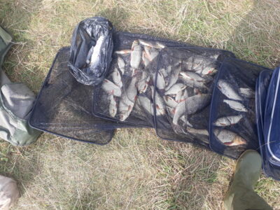 Roach ×70