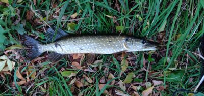 Northern Pike, 1.0 kg — Шешупе