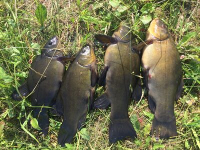 Tench ×4 — Leliūnų