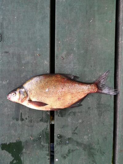 Carp bream — Sartai