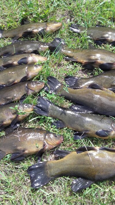 Tench