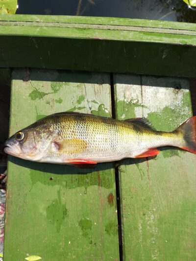 Eurasian perch — Sartai